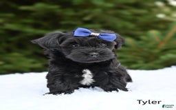 Havapoo dogs for sale: Tyler - Image 1