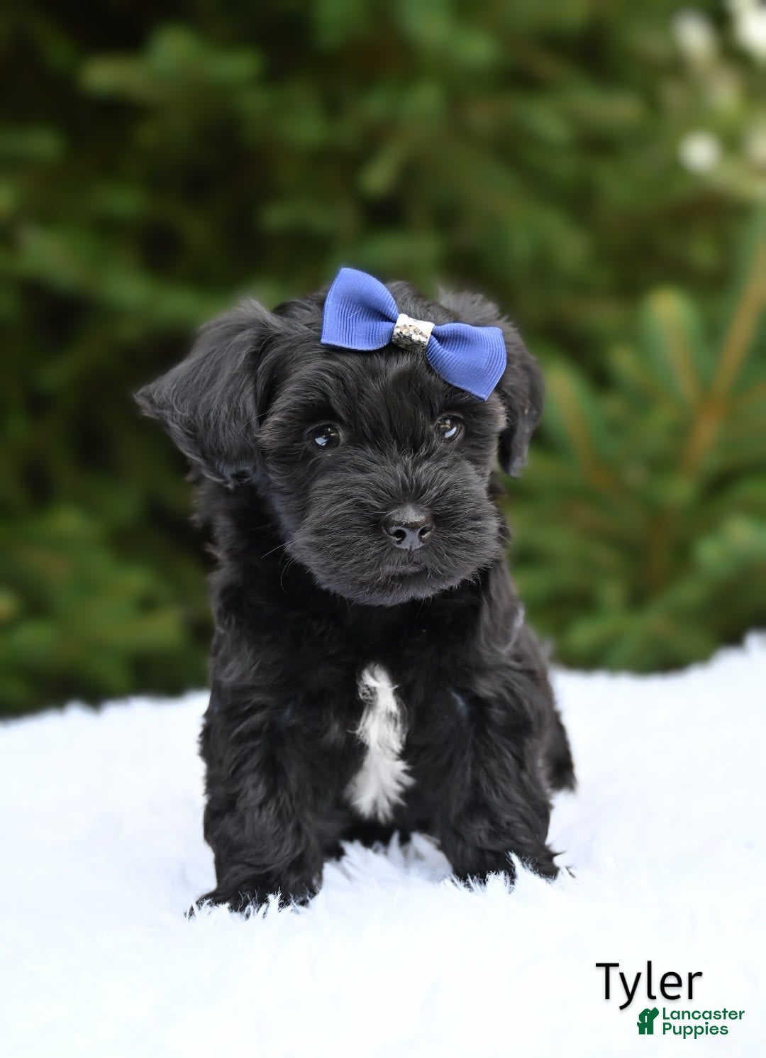 Havapoo dogs for sale: Tyler - Image 1
