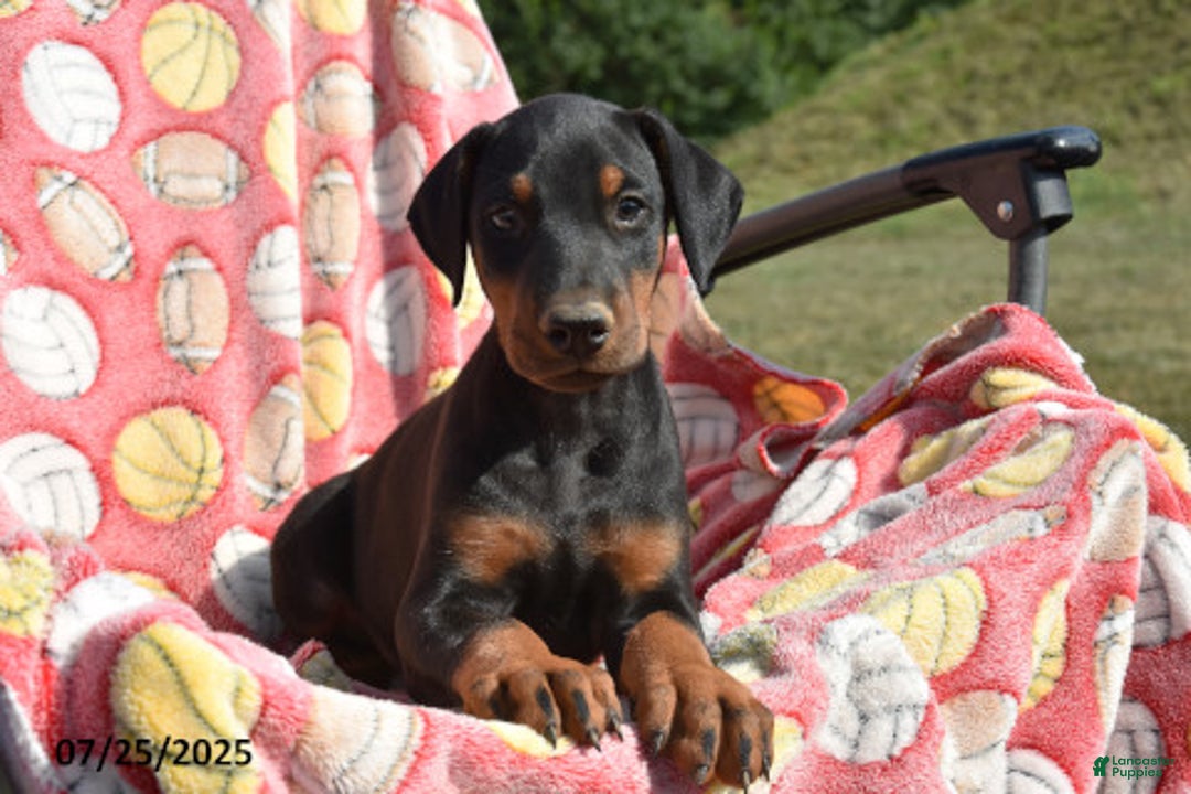 Doberman Pinscher dogs for sale: Bullet - Image 2