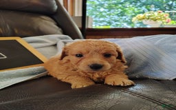 Mini Goldendoodle dogs for sale: Beanie Baby - Image 11