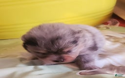 Pomeranian dogs for sale: Buzz - Image 6