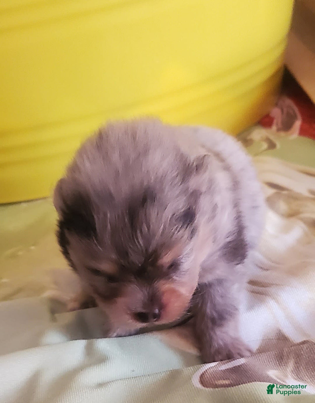 Pomeranian dogs for sale: Buzz - Image 6