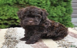 Havapoo dogs for sale: Robin - Image 10