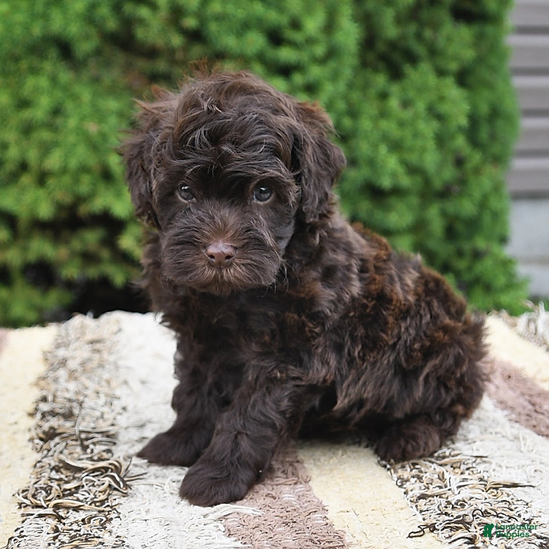 Havapoo dogs for sale: Robin - Image 10
