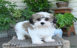 Malshi dogs for sale: Piper - Image 8