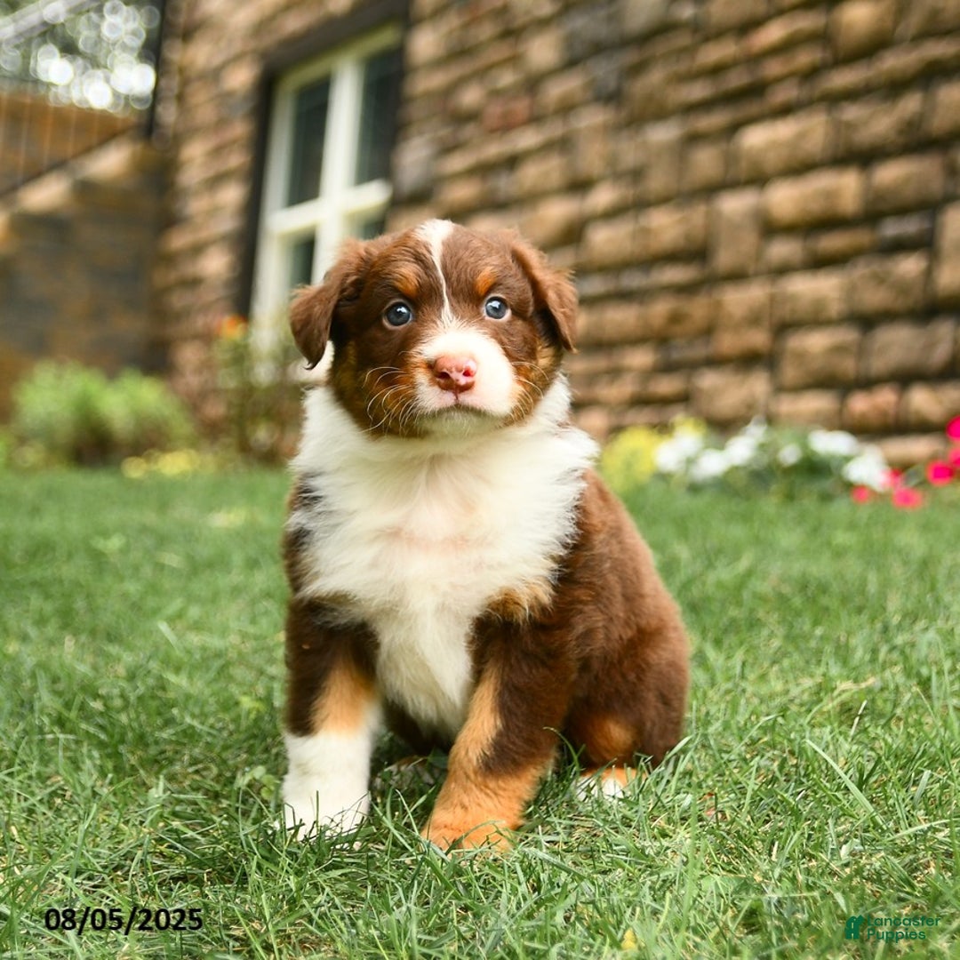 Australian Shepherd dogs for sale: Australian Shepherd 10 puppies - Image 20