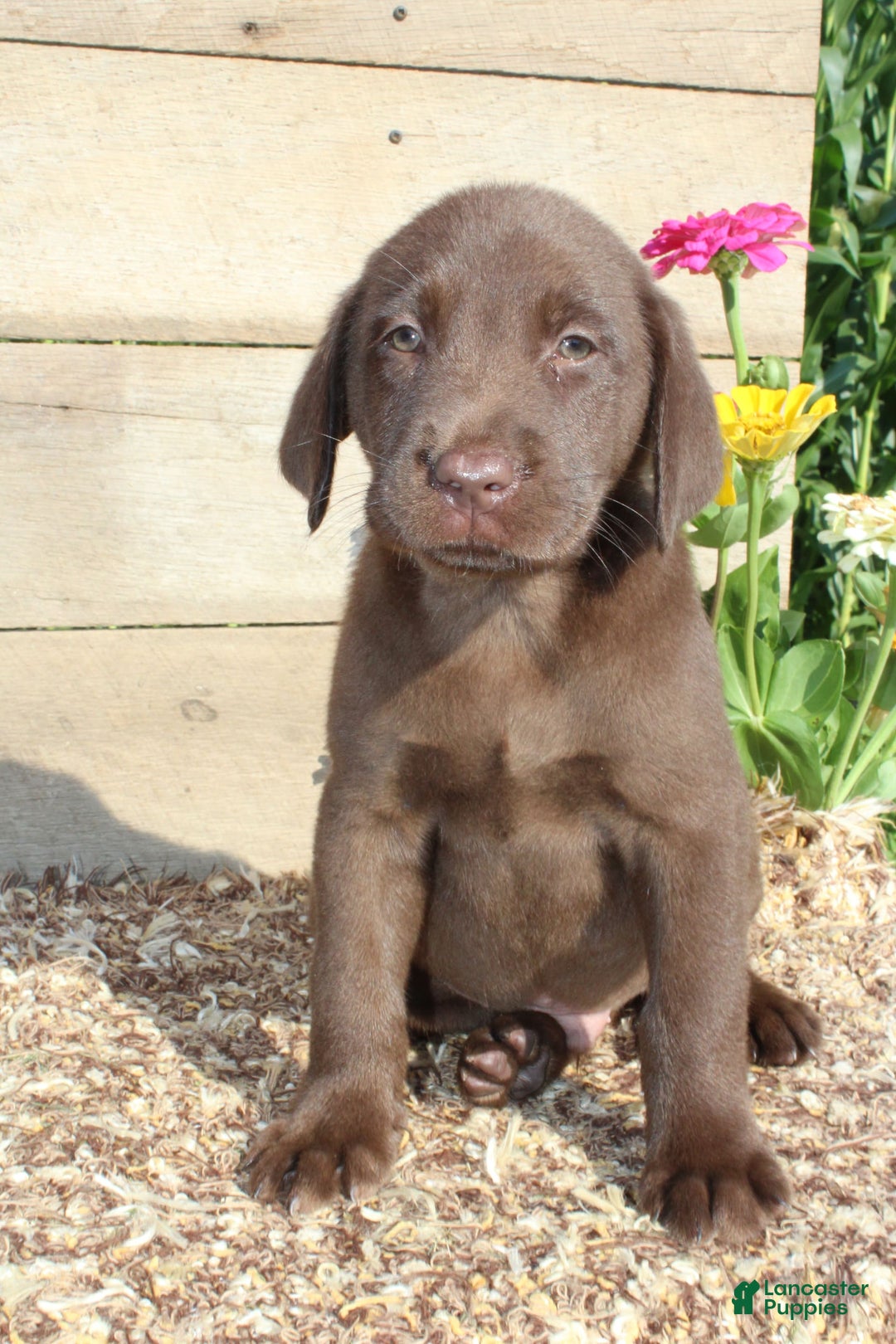 Labrador Retriever dogs for sale: Alex - Image 6