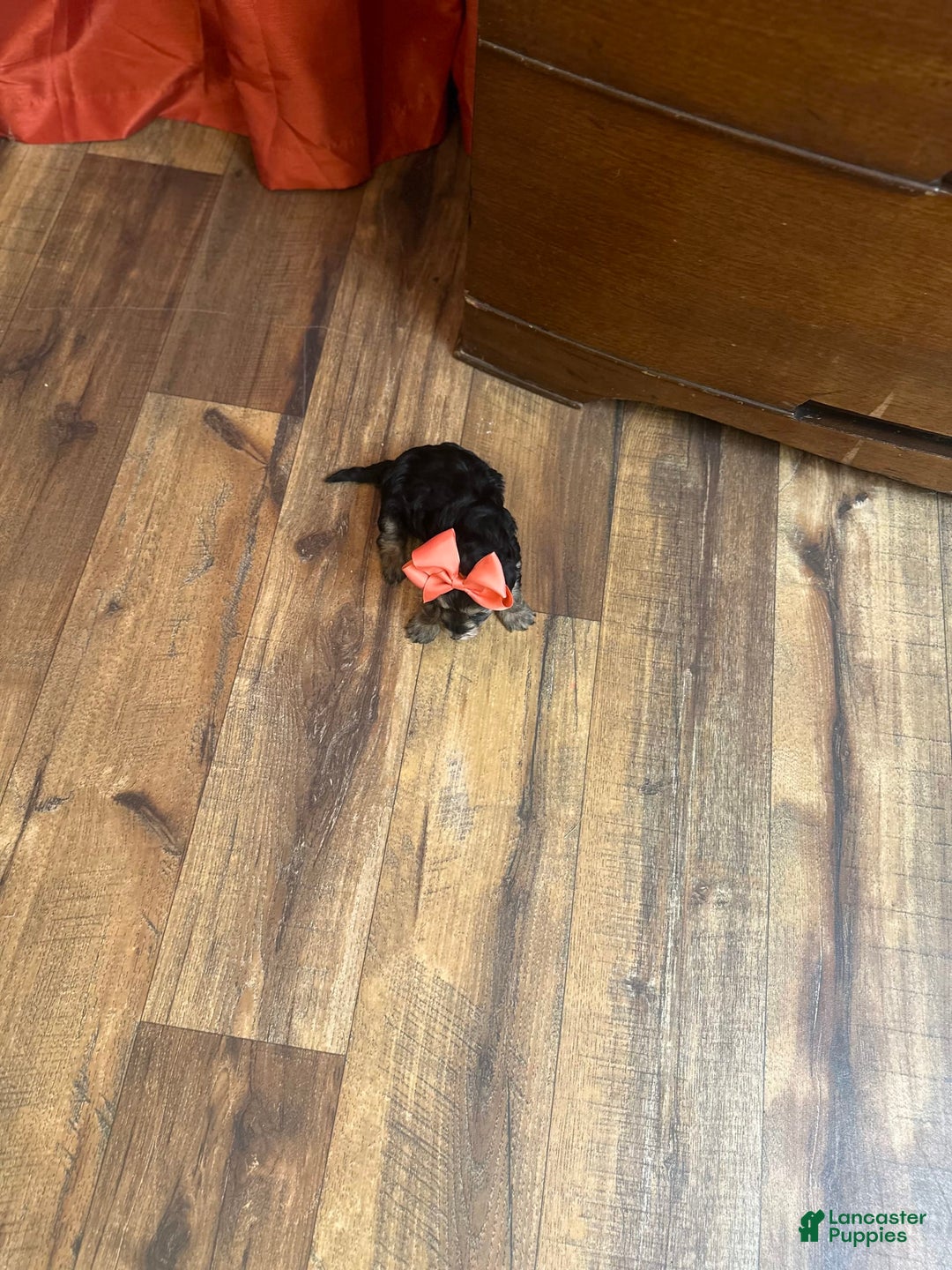 Yorkiepoo dogs for sale: Wren - Image 8