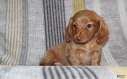 Miniature Dachshund dogs for sale: Zack - Image 1