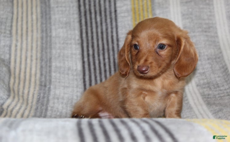 Miniature Dachshund dogs for sale - Ad 2