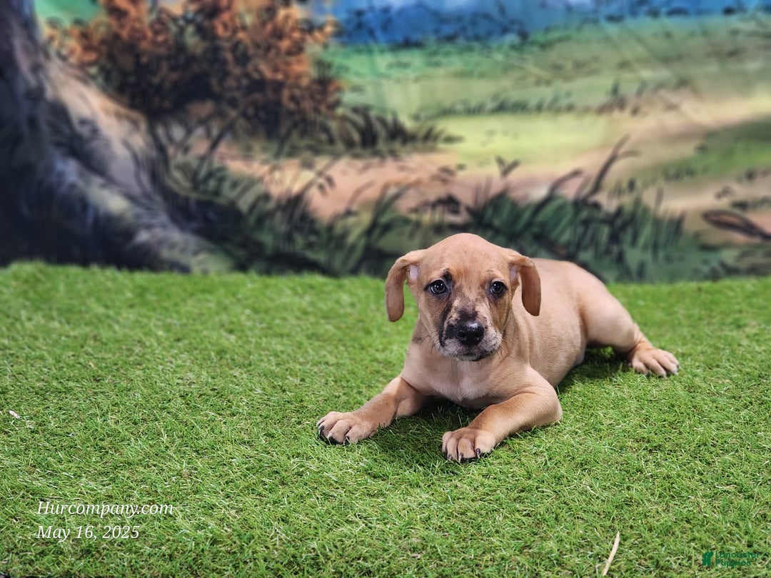 Catahoula Leopard Dog dogs for sale: Houdini 2025 Female 1 - Image 7