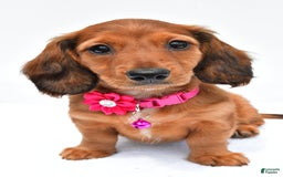 Miniature Dachshund dogs for sale: Ivory - Image 2