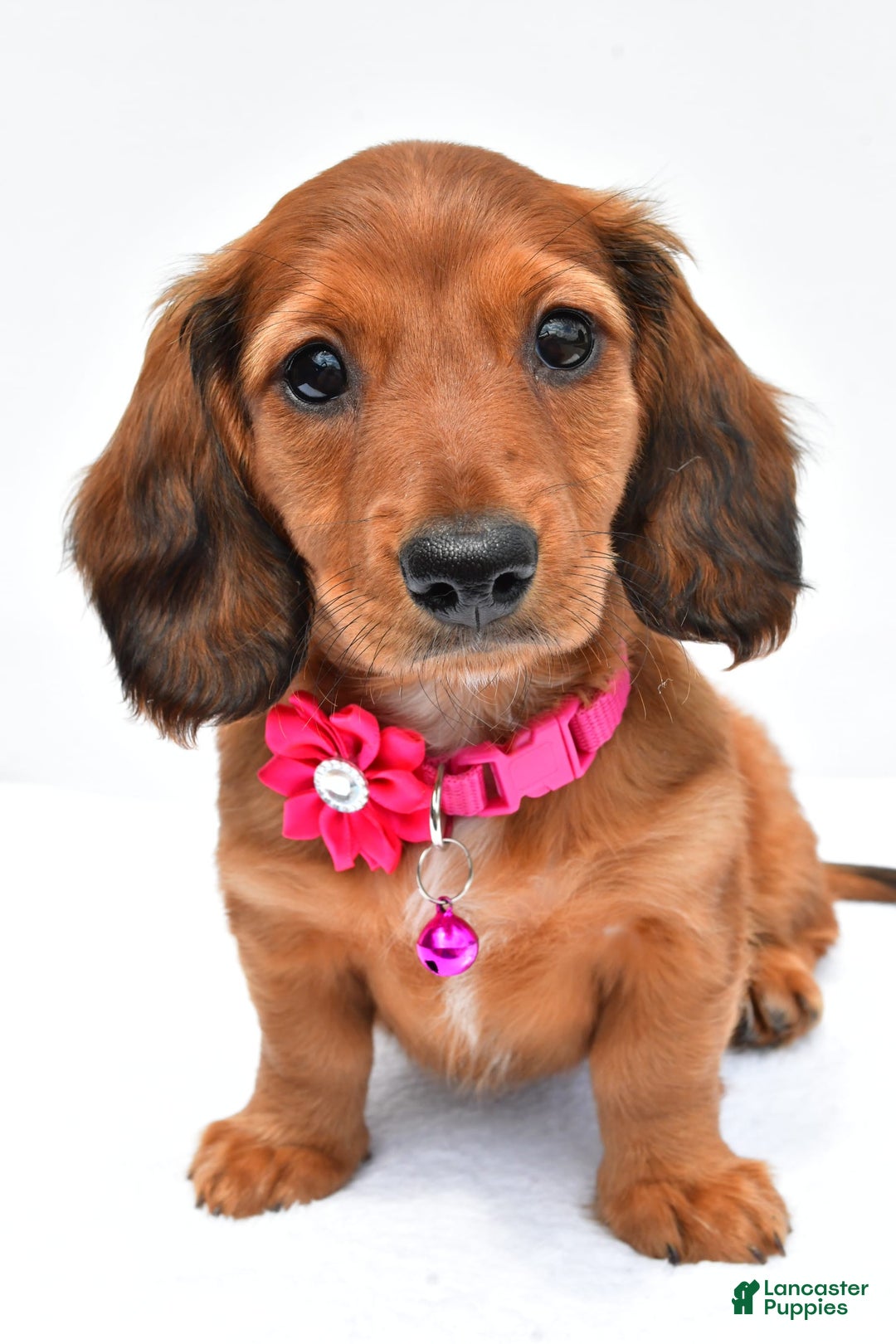 Miniature Dachshund dogs for sale: Ivory - Image 2