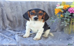 Beagle dogs for sale: Trigger - Image 7