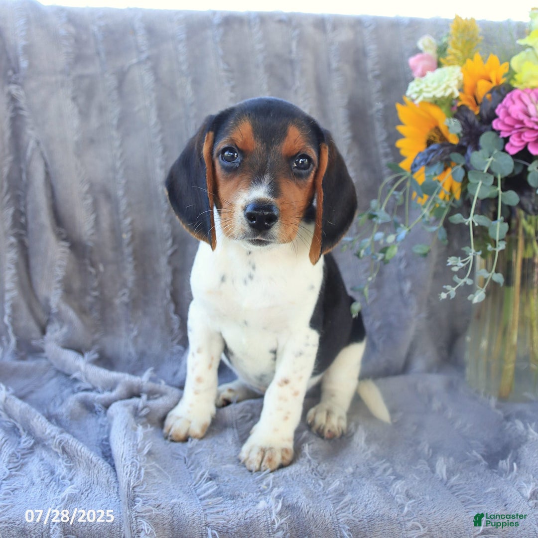 Beagle dogs for sale: Trigger - Image 7