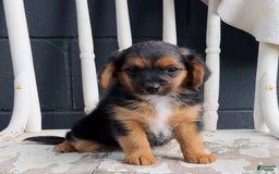 Yorkiepoo dogs for sale: Sky - Image 2