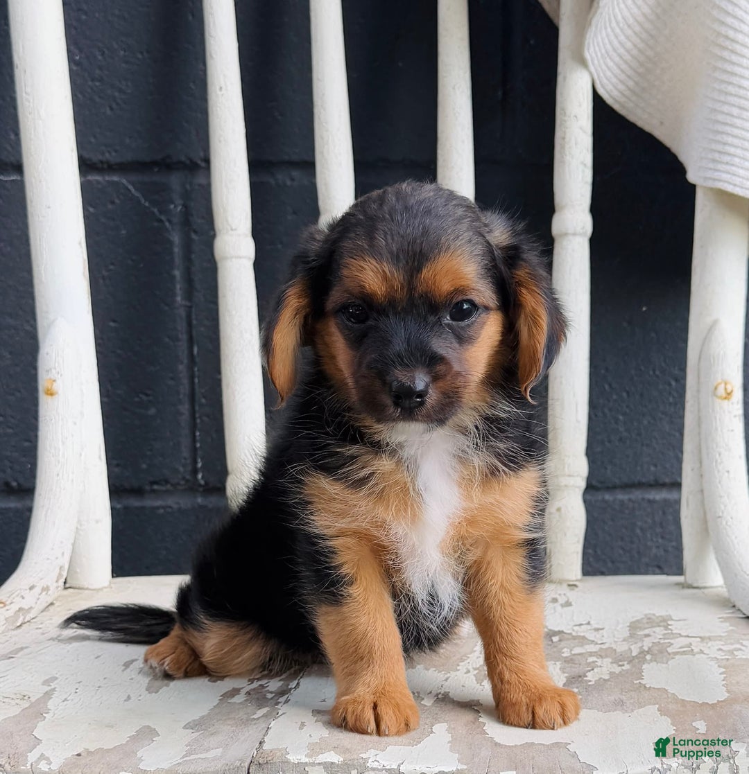 Yorkiepoo dogs for sale: Sky - Image 2
