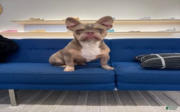 French Bulldog dogs for sale: Dj - Image 14