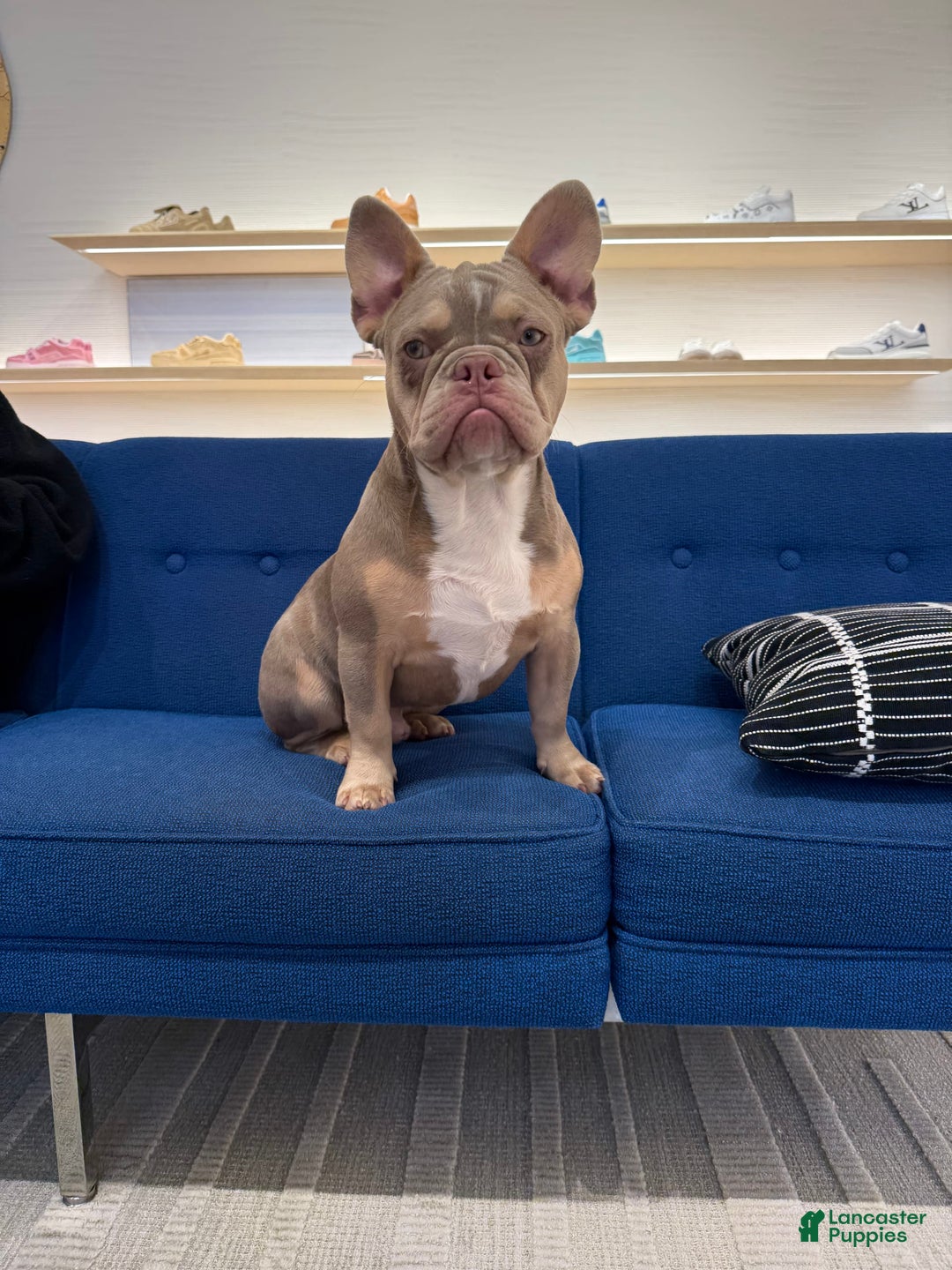 French Bulldog dogs for sale: Dj - Image 14