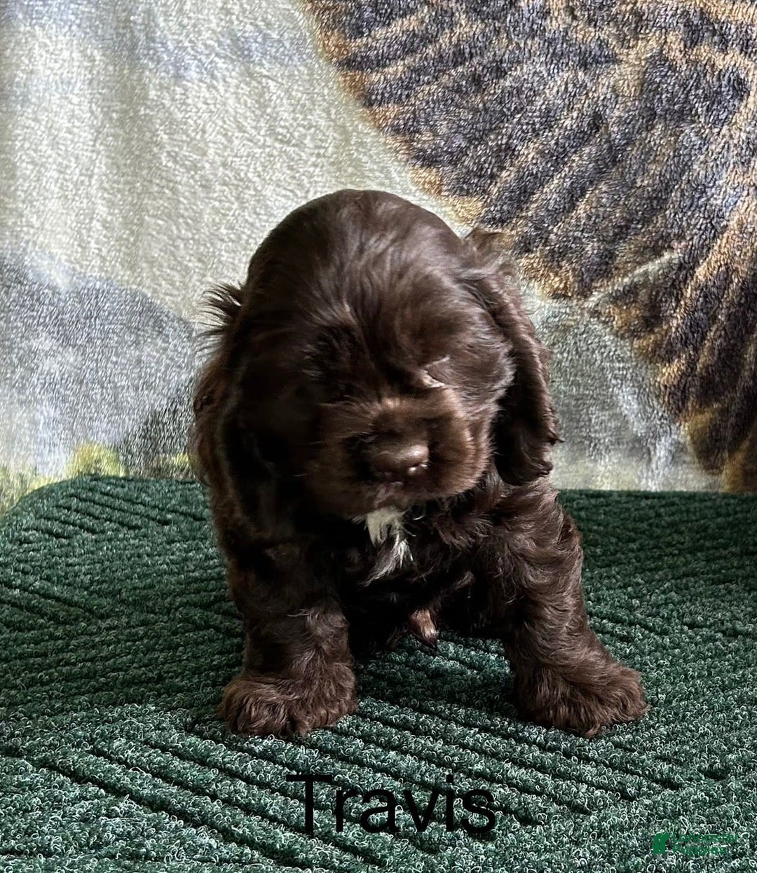 Cocker Spaniel dogs for sale: Travis - Image 1