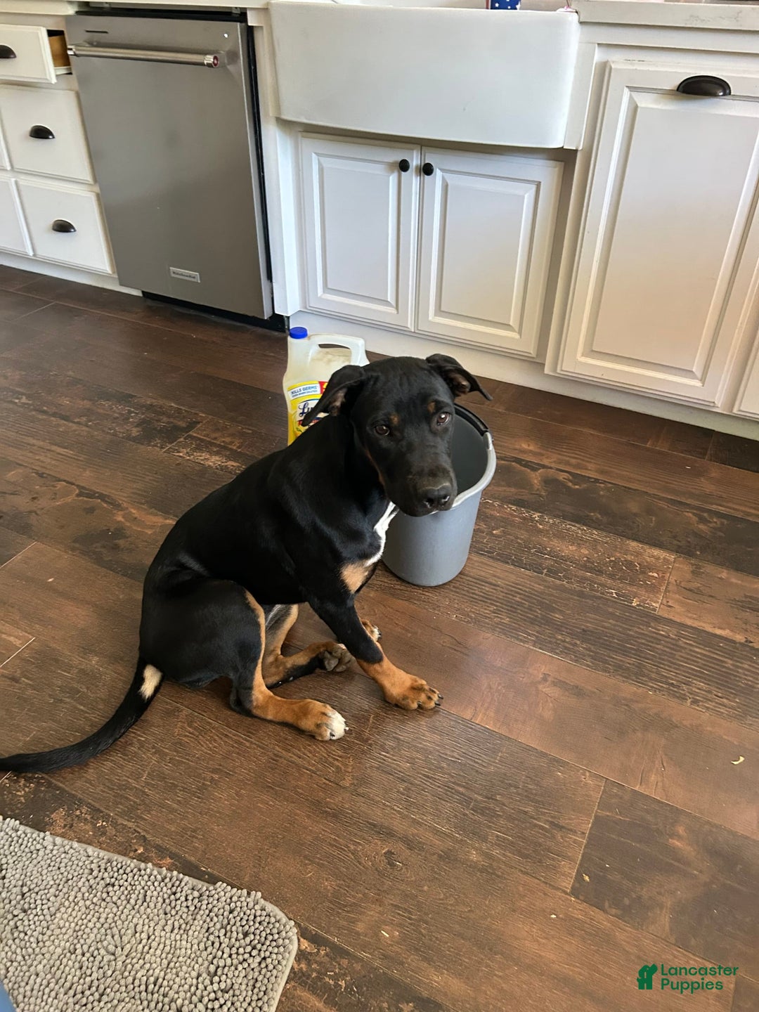 Great Dane dogs for sale: Stella - Image 6