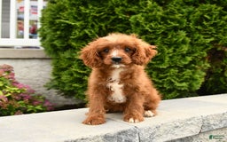 Cavapoo dogs for sale: Miracle - Image 9