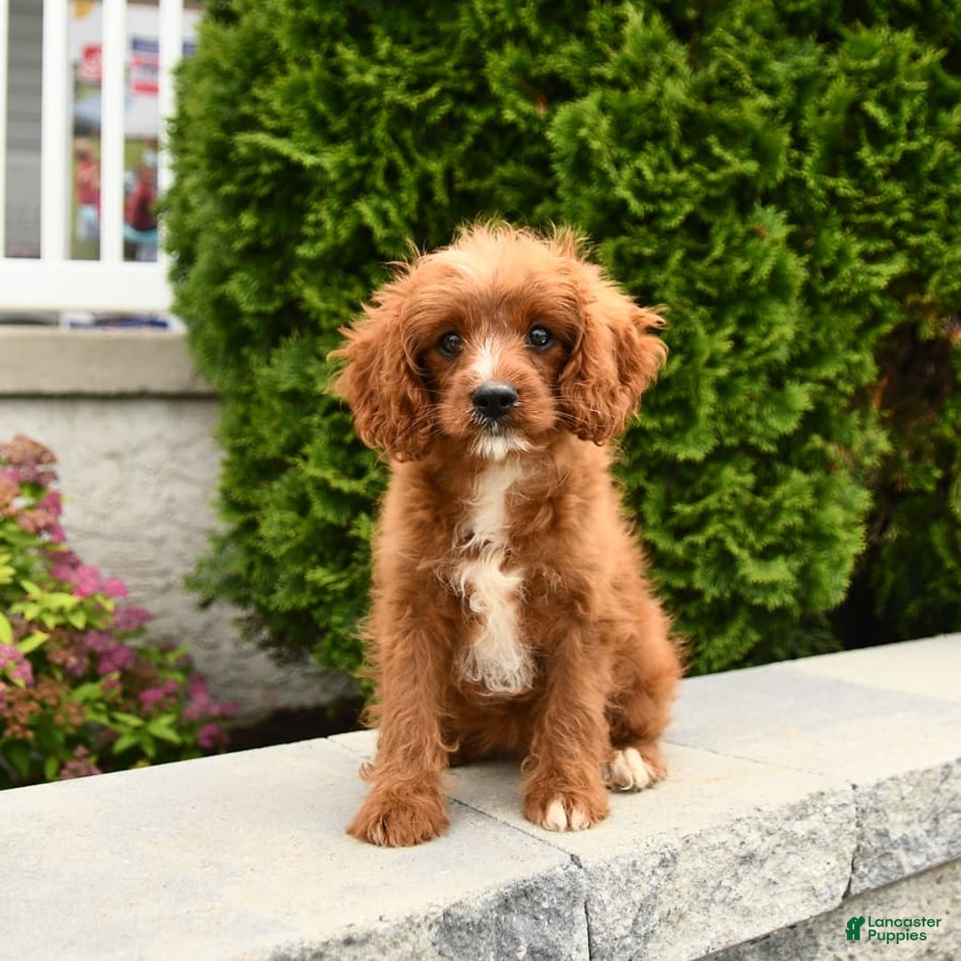 Cavapoo dogs for sale: Miracle - Image 9