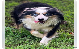 Miniature Australian Shepherd dogs for sale: Maggie - Image 8
