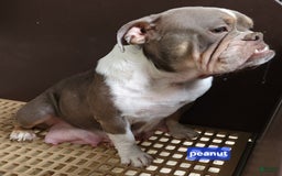 English Bulldog dogs for sale: Caroline - Image 8