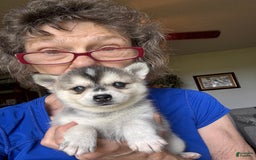 Alaskan Klee Kai dogs for sale: Blue Kiya - Image 3