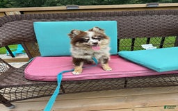 Pomsky dogs for sale: Marley - Image 4
