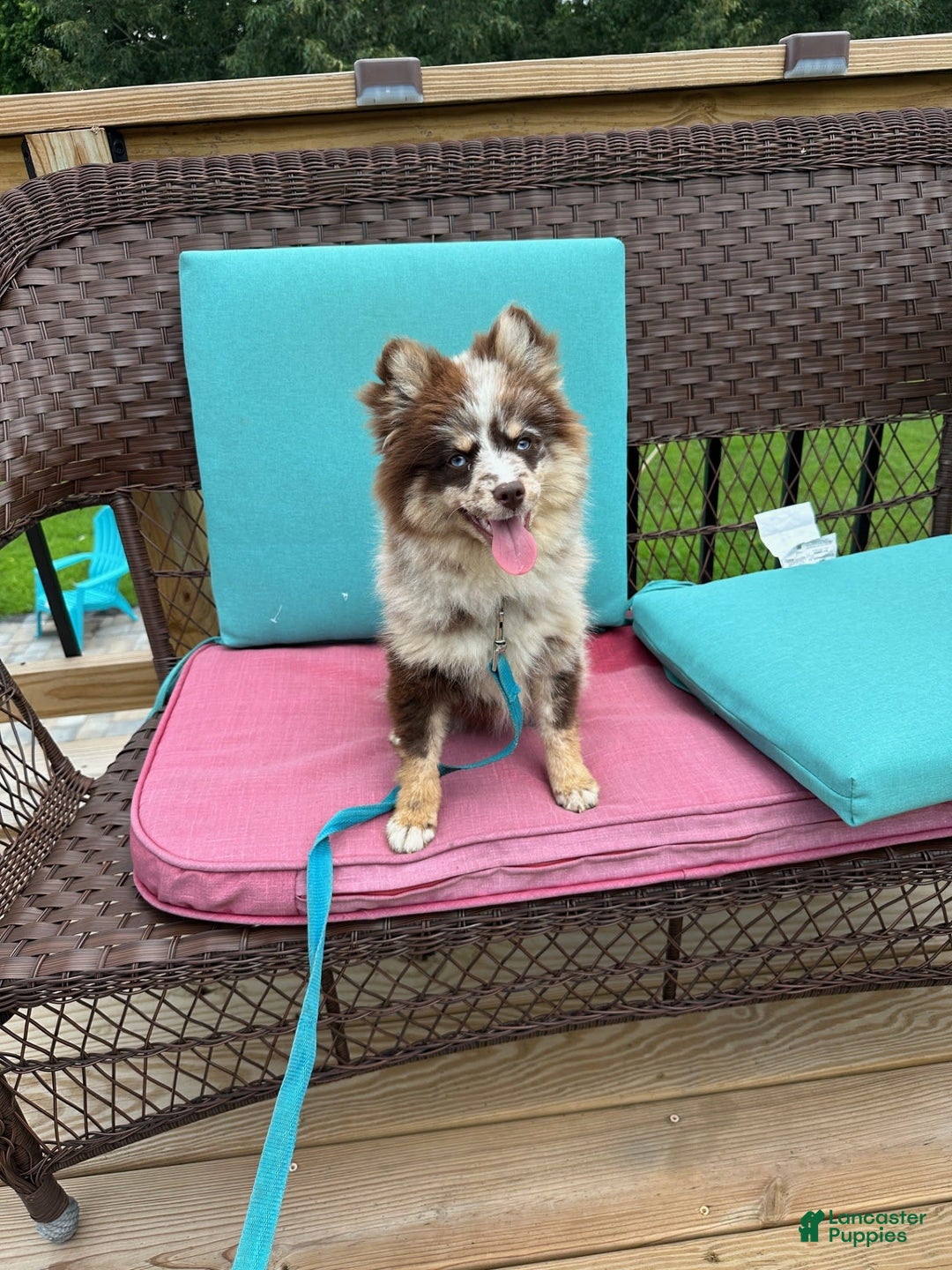 Pomsky dogs for sale: Marley - Image 4