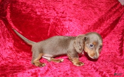 Miniature Dachshund dogs for sale: Bingo - Image 31
