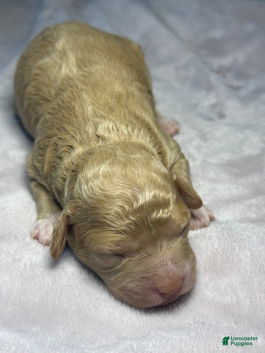 Miniature Poodle dogs for sale: Rapunzel - Image 3