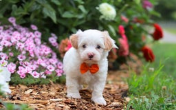 Maltipoo dogs for sale: Timmy - Image 4