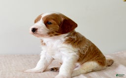 Mini Goldendoodle dogs for sale: Dallas - Image 1