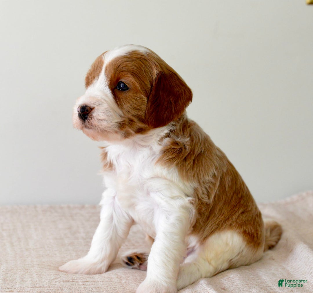 Mini Goldendoodle dogs for sale: Dallas - Image 1