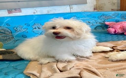 Havanese dogs for sale: Helen - Image 5
