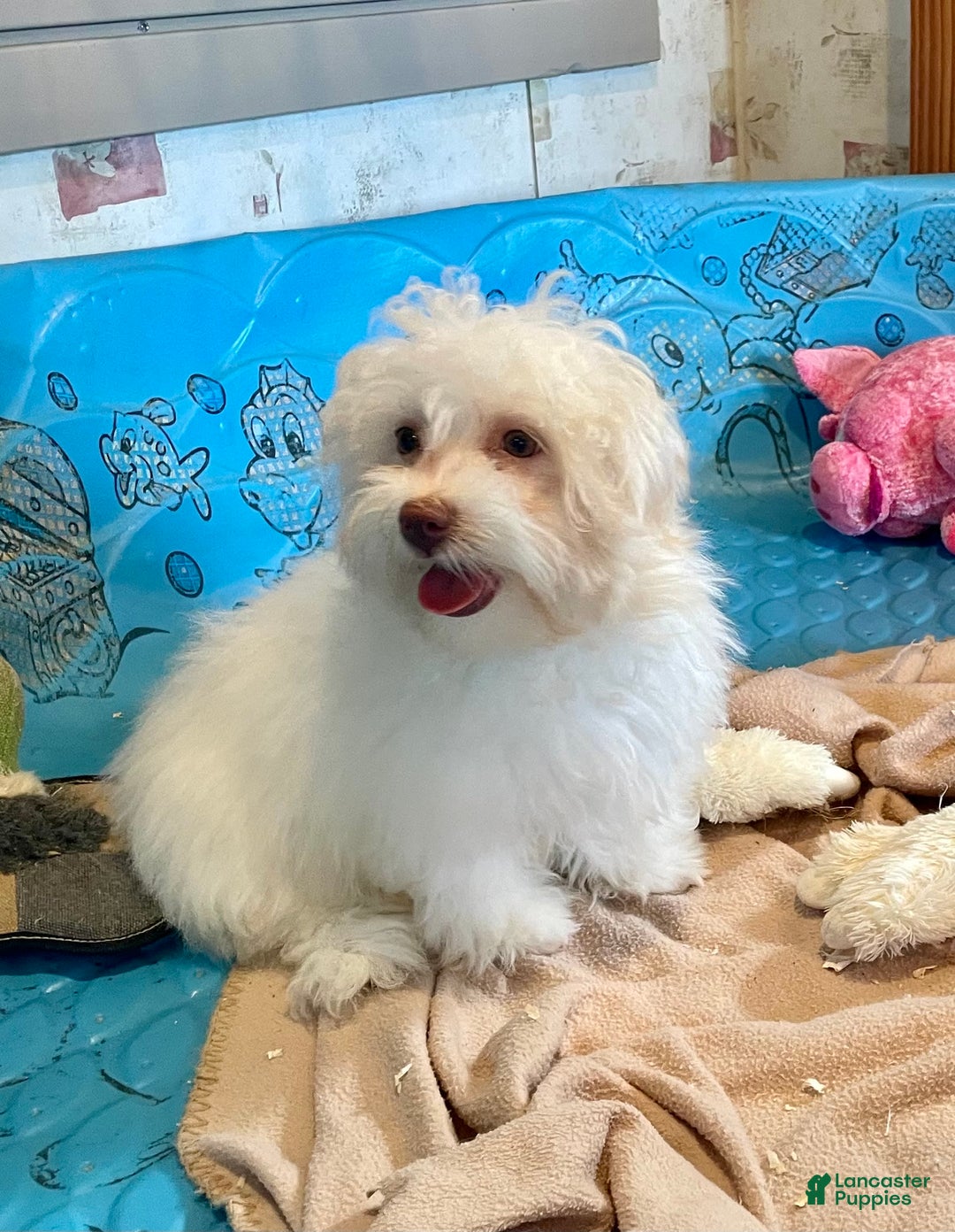 Havanese dogs for sale: Helen - Image 5