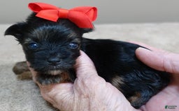 Yorkshire Terrier dogs for sale: Kai - Image 17