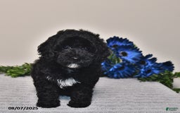 Miniature Poodle dogs for sale: Jane - Image 5