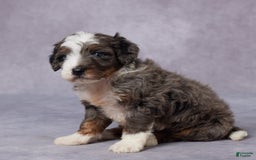Mini Bernedoodle dogs for sale: Caleb - Image 4