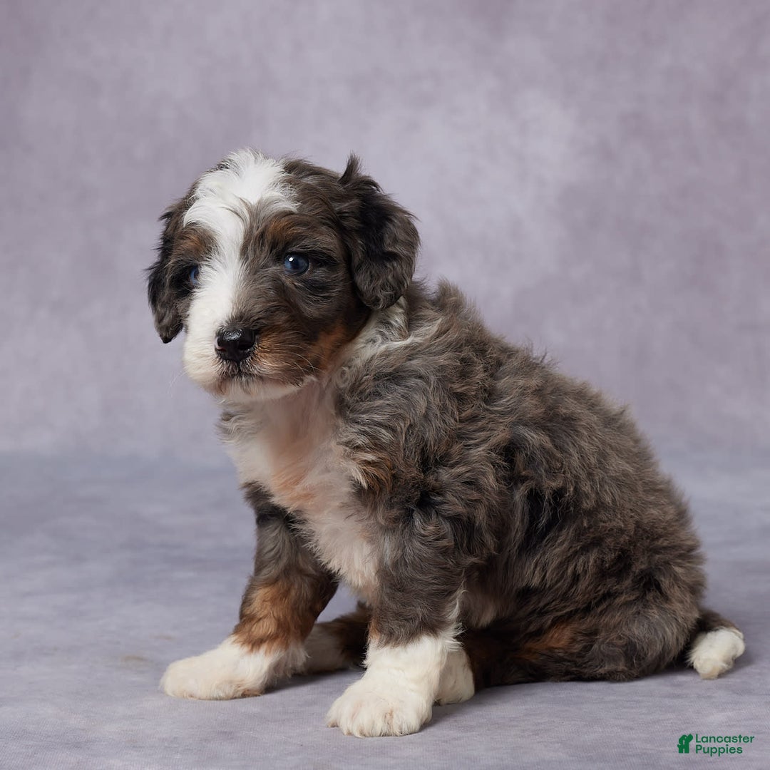 Mini Bernedoodle dogs for sale: Caleb - Image 4