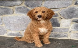 Goldendoodle dogs for sale: Rusty - Image 6