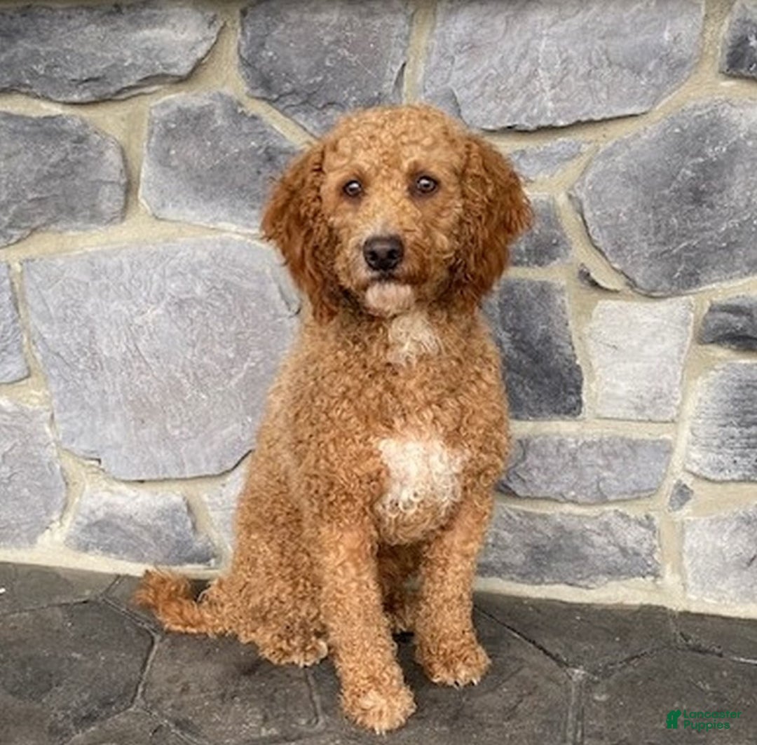 Goldendoodle dogs for sale: Rusty - Image 6