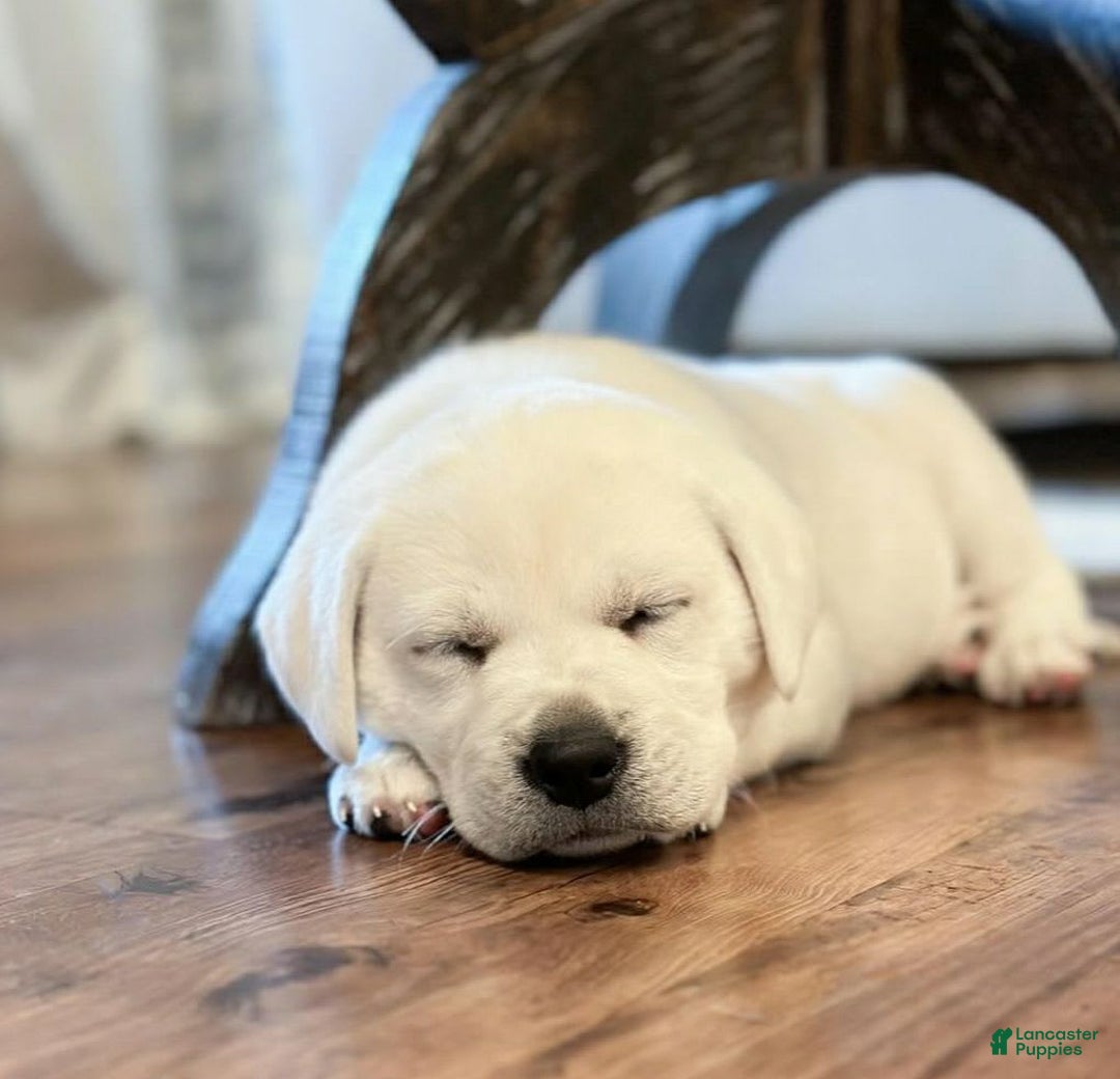 Labrador Retriever dogs for sale: Olivia - Image 4