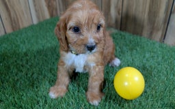 Cavapoo dogs for sale: Honeycomb Girl 10 - Image 2