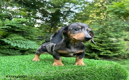 Miniature Dachshund dogs for sale: Jake - Image 2