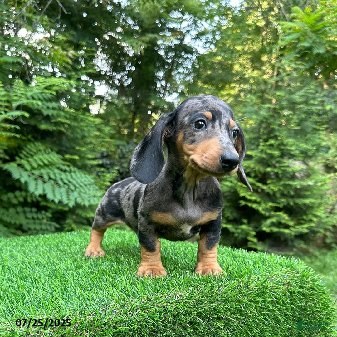 Miniature Dachshund dogs for sale: Jake - Image 2