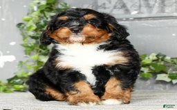 Mini Bernedoodle dogs for sale: Treyston - Image 1